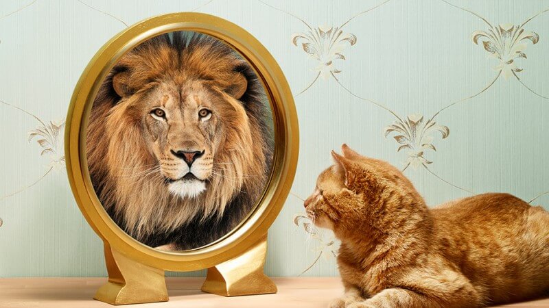鏡に映ったライオンを見る猫