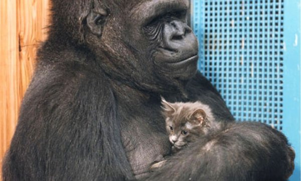 ココと子猫