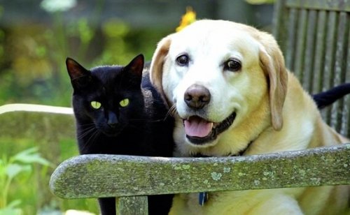 ペットの死:友達だった動物を亡くした悲しみ