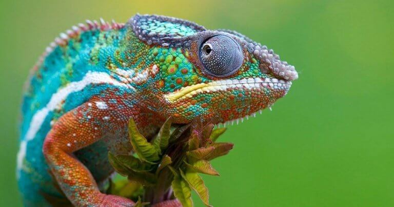 虹色のカメレオン