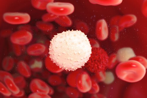 赤血球の中の白血球