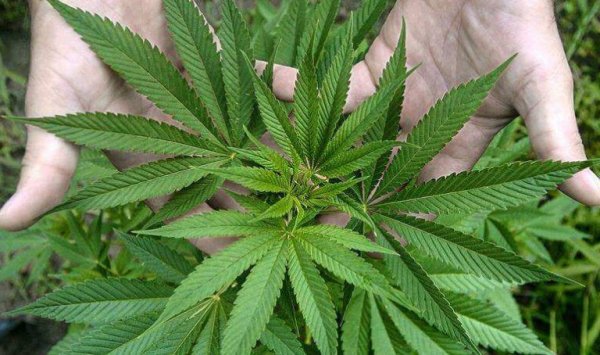 大麻研究