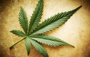 大麻に関する説、真実、半分本当の話