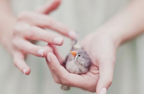 手の中の鳥