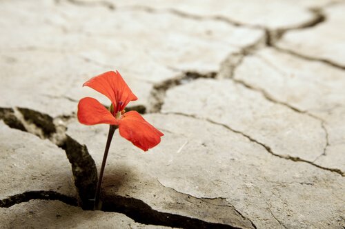 割れ目に咲く花