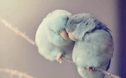 寄り添う2羽の鳥