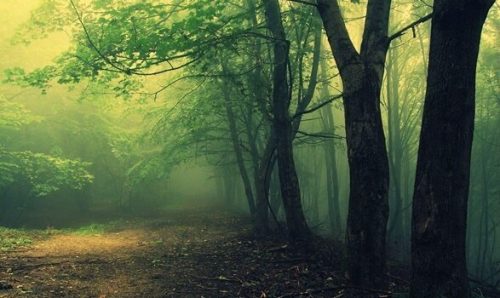 フォレストテスト