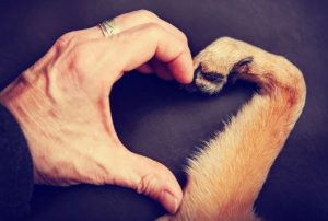 ペットの死との向き合い方