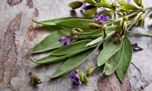 セージの効能、女性のための植物