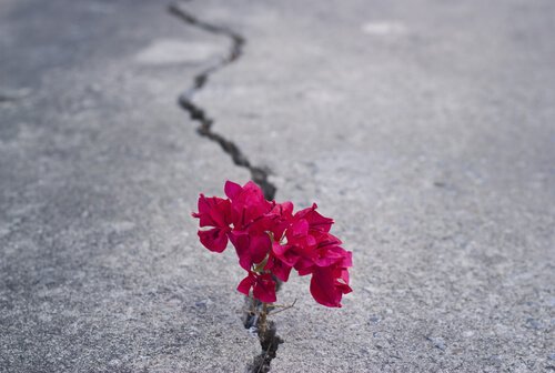 花