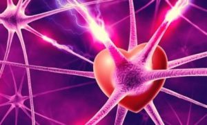 生物学的な愛の説明