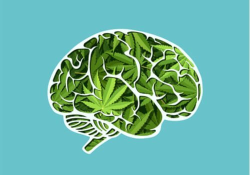 大麻の脳への長期的影響