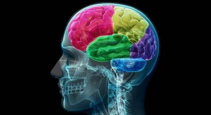 中毒者の脳：衝動とニーズの解剖学