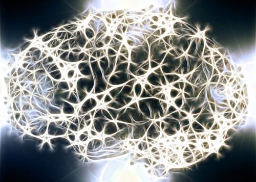 神経システムの白質が重要な理由