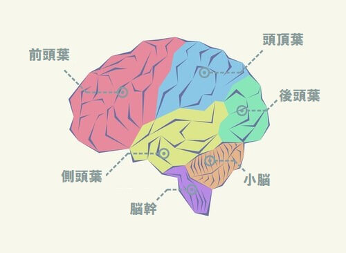 脳の地図