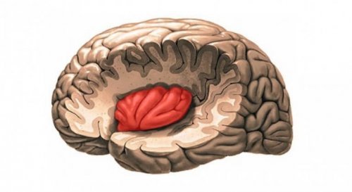 脳の横