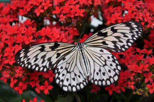 白黒の蝶