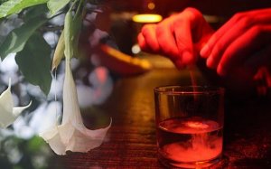 「悪魔の吐息」:意思を無効にするスコポラミン