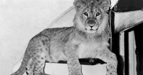 幼いクリスチャン