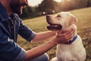 歴史を作った犬の物語