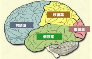 脳葉:その特徴と機能