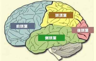 脳葉：その特徴と機能