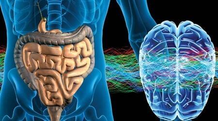 腸管神経系：第二の脳