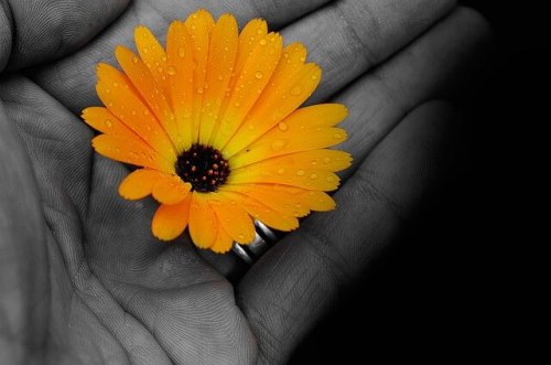 手のひらの黄色い花