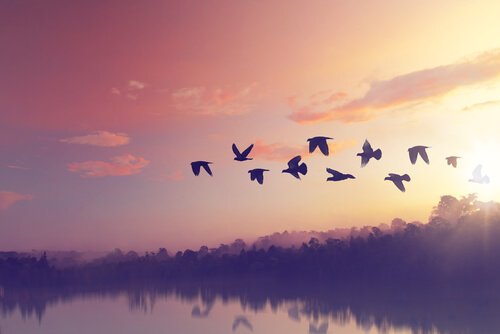 夕焼けと鳥