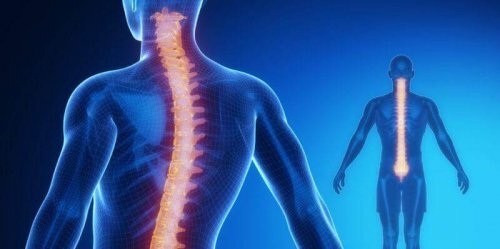 脊髄の構造と生理機能