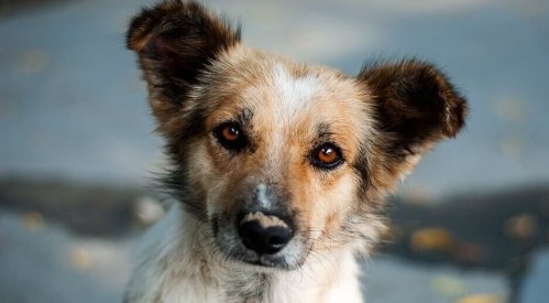 好奇心旺盛な子犬:自省についての美しい物語