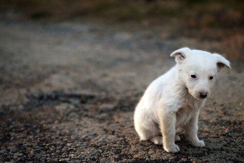 動物の意識:自分たちの苦しみを意識するか