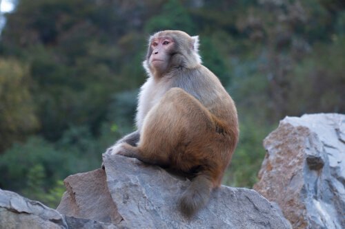 動物の意識：自分たちの苦しみを意識するか