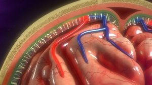 髄膜:構造と機能