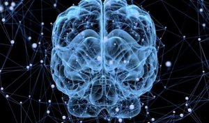 脳が眠りにつくことはあるのか?