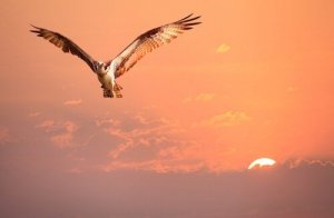 物語:『自分のアイデンティティを知らなかった鳥』