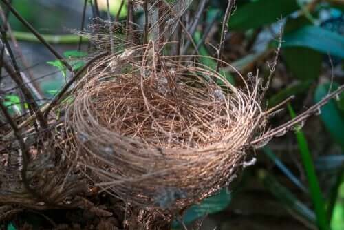 物語:『自分のアイデンティティを知らなかった鳥』
