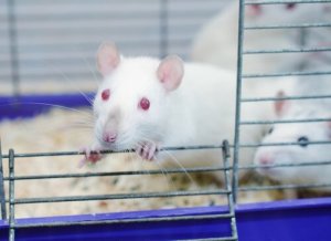 ラット・パーク実験:依存症の研究