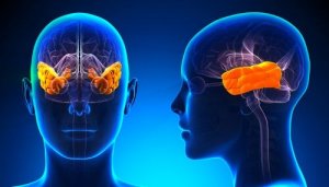 クリューヴァー・ビューシー症候群:恐怖心を失う病
