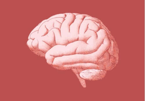 人間の後脳：その構造と機能とは？