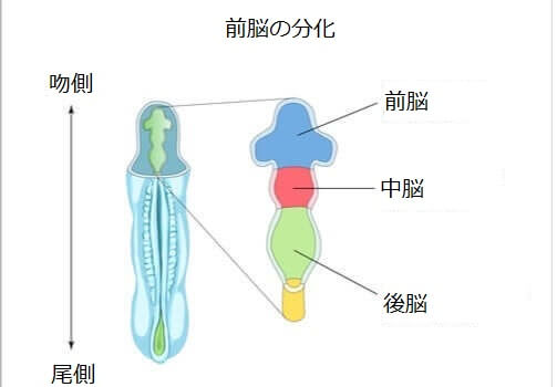 後脳 構造 機能