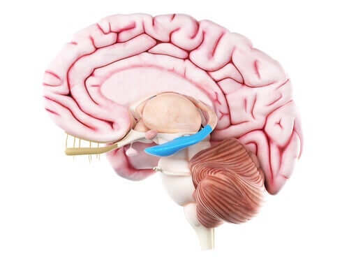 重要な脳領域　海馬体　構造　機能
