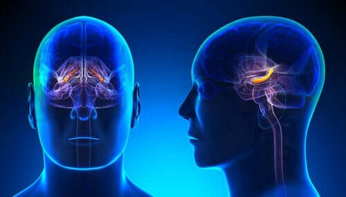 重要な脳領域である海馬体：構造と機能