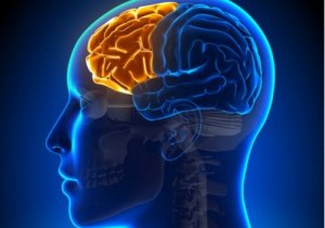 遂行機能障害の影響:前頭葉が機能しないとき