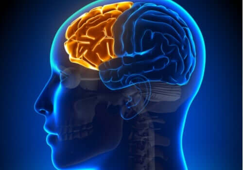 遂行機能障害の影響:前頭葉が機能しないとき