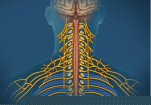 体性神経系:特徴と機能
