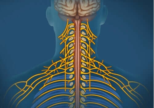 体性神経系：特徴と機能