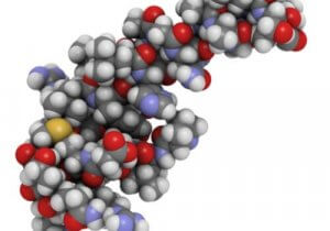 睡眠や食事の際にオレキシンが果たす役割