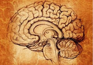 レンズ核:学習とモチベーションの支柱