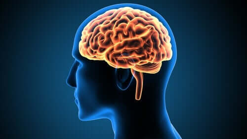 脳の帯状回とその機能について